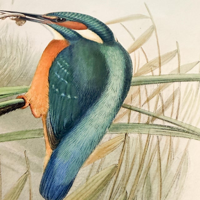 19th-Century John Gould Kingfisher Bird Lithograph | Original Hand-Colored Natural History Print For Sale - Image 9 of 12