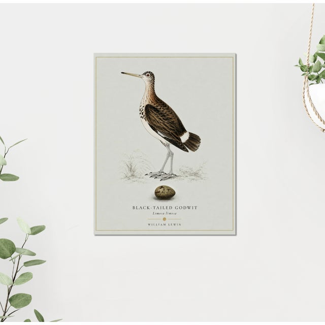 Paper William Lewin 1789 Waterbirds Fine Art Gallery Board Print - Black Tailed Godwit For Sale - Image 7 of 13