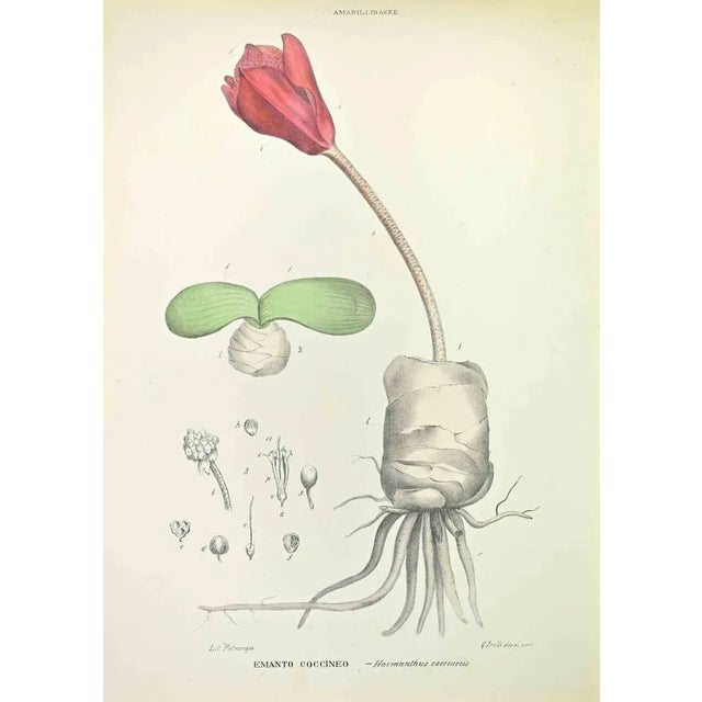 Lithograph hand watercolored. Belongs to the Series "Atlante di Botanica popolare ossia Illustrazione di Piante Notevoli...