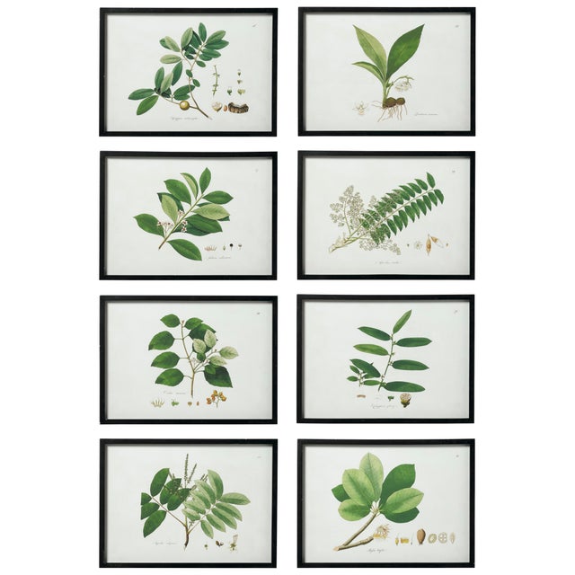 OKA Framed Woodland Leaf Prints Set of 8 Chairish