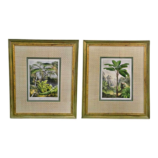 19th-Century Botanical Exotic Palm Chromolithographs – Verschaffeltia & Acanthophoenix, Museum Framed From L’Illustration Horticole, a Pair For Sale