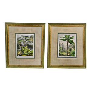 19th-Century Botanical Exotic Palm Chromolithographs – Verschaffeltia & Acanthophoenix, Museum Framed From L’Illustration Horticole, a Pair
