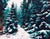 Deck the Halls by Tracy Wall | Acrylic On Canvas Snowy forest scene with evergreens and a path. For Sale