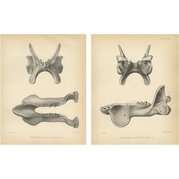Late 19th Century Marsh, Dinoceras Laticeps, 1886, Prints, Set of 2 For Sale - Image 5 of 5