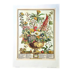 1980s Vintage Robert Furber December Botanical From "Twelve Months of Flowers” Pierpont Morgan Library Print