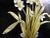 Mid 20th Century Handmade Seashell Amaryllis Flowers in Vase Collage Art- a Pair For Sale - Image 6 of 9
