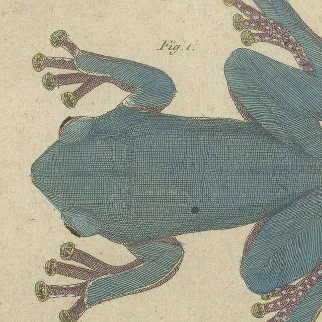 Bertuch, Four Tree Frogs Including a Blue Frog, 1815, Print For Sale - Image 9 of 12