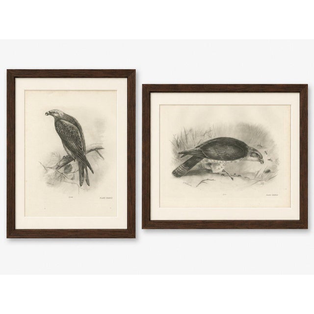 Paper Lilian M. Medland, Honey Buzzard Bird, 1908, Monochrome Ornithological Plates, Set of 2 For Sale - Image 7 of 11