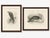 Paper Lilian M. Medland, Honey Buzzard Bird, 1908, Monochrome Ornithological Plates, Set of 2 For Sale - Image 7 of 11