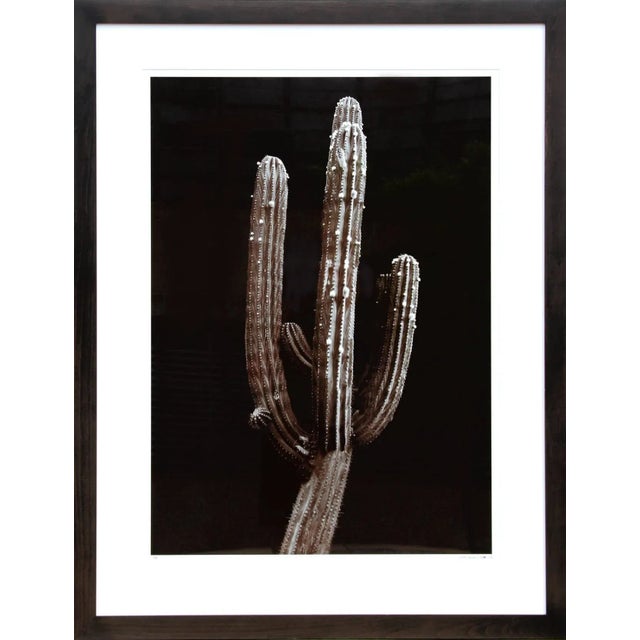 Contemporary Jonathan Singer, Saguaro Cactus, Photograph For Sale - Image 3 of 3
