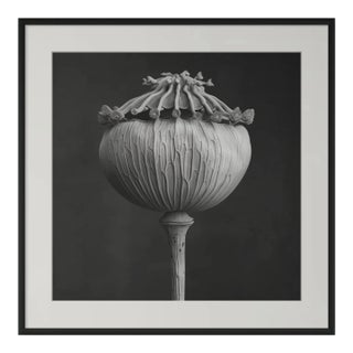 'Poppy Pod Head' No. 3 - Black and White Botanical Floral Photography Print / Karl Blossfeldt For Sale
