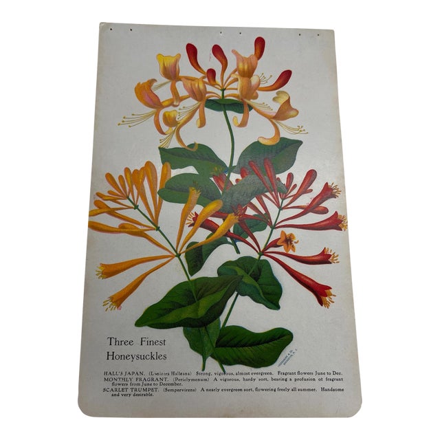 Antique Gardening Honeysuckle Print For Sale