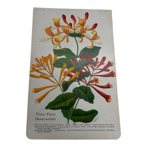 Antique Gardening Honeysuckle Print