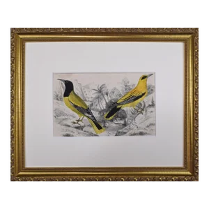 19th Century English Hand Colored Bird Engraving by Goldsmith