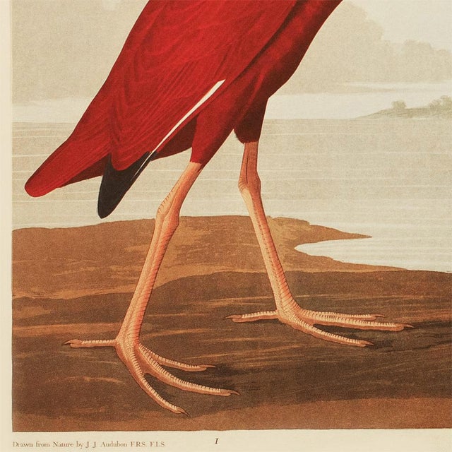 1990s 1990s Scarlet Ibis After Audubon, Large Chinoiserie Style Print For Sale - Image 5 of 12