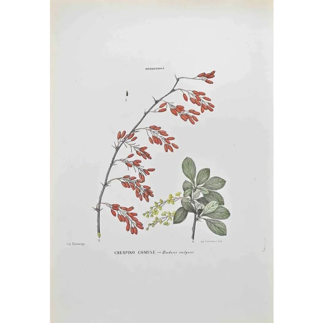 Lithograph hand watercolored. Belongs to the Series "Atlante di Botanica popolare ossia Illustrazione di Piante Notevoli...