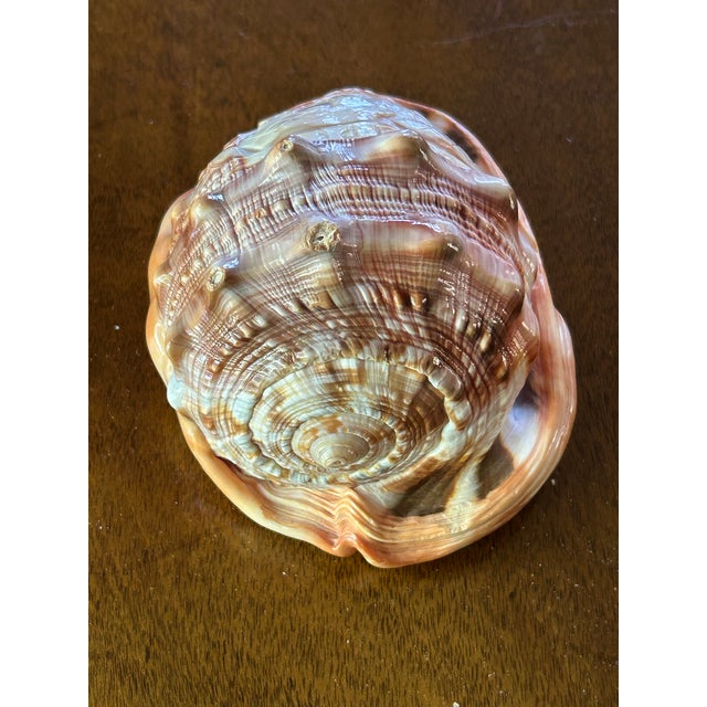 1940s Hand Carved Pompeii Conch Shell For Sale - Image 5 of 5