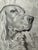 Original graphite pencil drawing by American artist and illustrator Theodore E. Schrock (1879–1952), depicting a dignified...