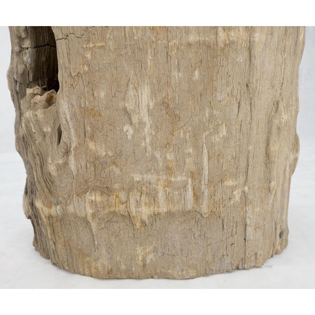 Wood Large Beige Petrified Wood Organic Stomp Shape Stand End Side Table Pedestal For Sale - Image 7 of 11