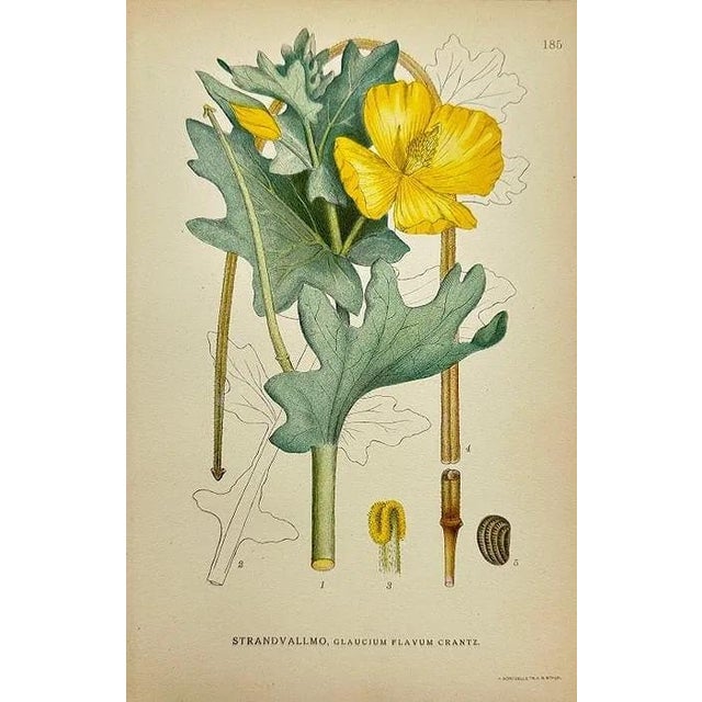 Early 19th Century James Sowerby Botanical Prints – Yellow Sedge and Pale Sedge, Set of 10 For Sale - Image 4 of 11