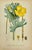 Early 19th Century James Sowerby Botanical Prints – Yellow Sedge and Pale Sedge, Set of 10 For Sale - Image 4 of 11