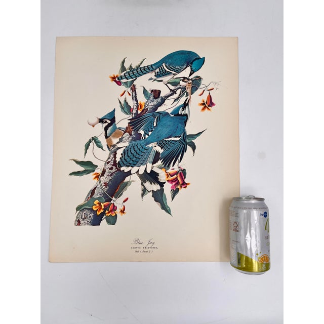 Audubon Bird Print – “Blue Jay”, 1964 Abrams Folio – Vintage Ornithology Art 1964 print from "The Audubon Folio: Great...