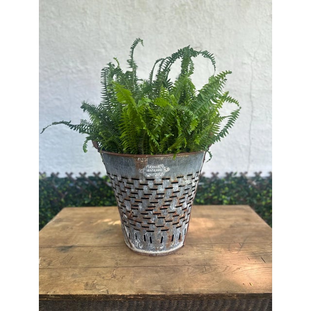 Bring authentic Old World charm into your home with this vintage galvanized olive picking bucket, originally used in...