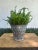 Bring authentic Old World charm into your home with this vintage galvanized olive picking bucket, originally used in...