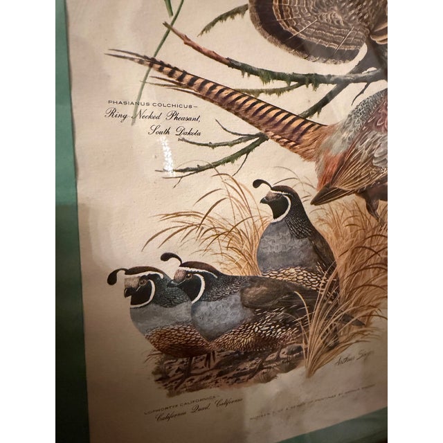 Wood Vintage Sporting Bird Print, Framed For Sale - Image 7 of 7