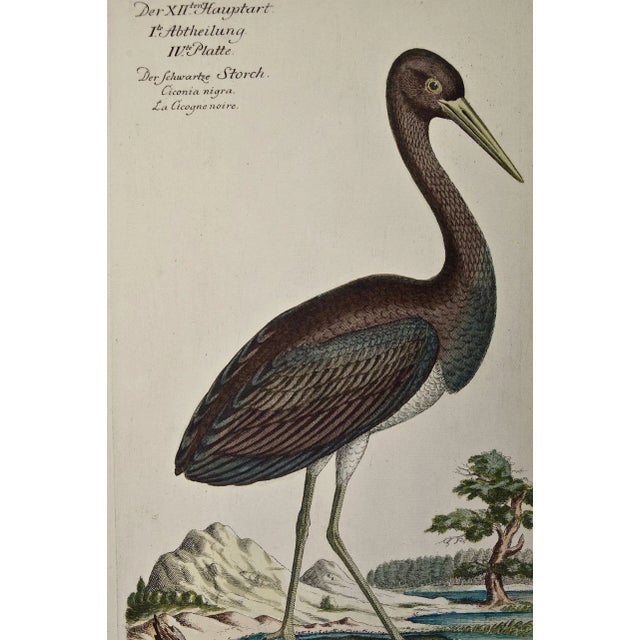 This is a rare 18th Century hand-colored copperplate engraving entitled "Ciconia Nigra" (Black Stork) by Johann Leonhard...