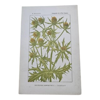 Antique French Botanical Lithograph - Eryngium by Henri Ernest Baillon For Sale