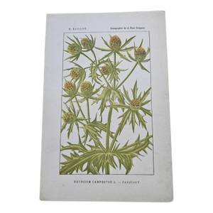 Antique French Botanical Lithograph - Eryngium by Henri Ernest Baillon