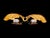 1960s Murano Glass Shell-Shaped Dew Glass Wall Lamps from Manifattura Di Murano, 1960s, Set of 2 For Sale - Image 5 of 16
