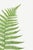 Fern Botanical Art Print – Feathery Green Frond Illustration, 20" X 30" For Sale In Buffalo - Image 6 of 9