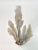 Natural Ivory Sea Fan For Sale - Image 4 of 4