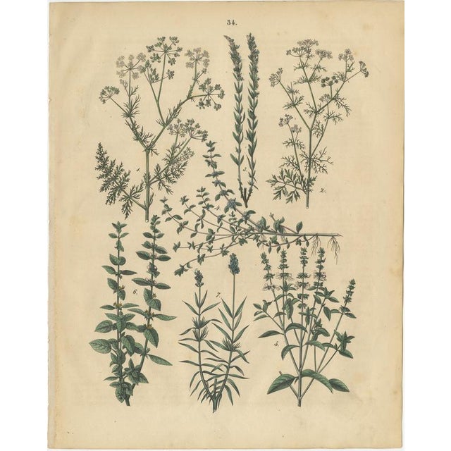 Antique Herbs and Mushrooms Botanical Prints, Natural History Set, 1852 This exceptional three-plate set combines aromatic...