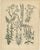 Antique Herbs and Mushrooms Botanical Prints, Natural History Set, 1852 This exceptional three-plate set combines aromatic...