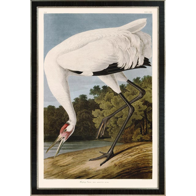 Hooping Crane Print in Black Veneer With Silver Edge Moulding, After Audubon For Sale