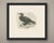 This antique bird print shows an immature gannet standing on a wet rock with the surf breaking behind it, the whole...