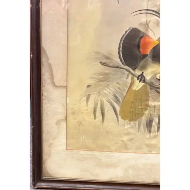 Rustic European Antique Original 19th Century Dutch Print of Birds by Artist Josef Smit For Sale - Image 3 of 7