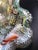 Gold Late 20th Century Murano Hand Blown Millifiori Shallow Bowl For Sale - Image 8 of 12