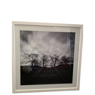 Black & White Art Photograph of Trees For Sale