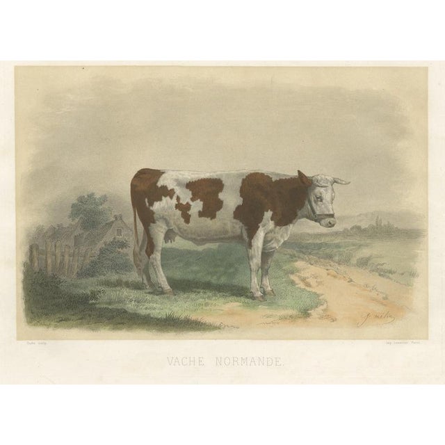Oudet After Melin, Norman Cow, 1873, Paper For Sale - Image 12 of 12
