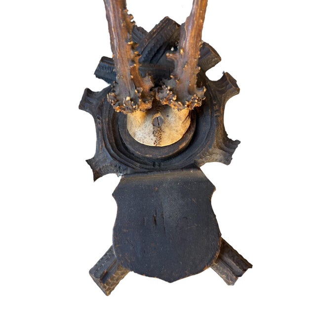 Cabin Roe Deer Trophy 105, Black Forest Antlers For Sale - Image 3 of 5
