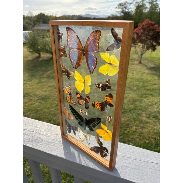 19 Butterflies! Truly beautiful - and beautiful prepared - collection of butterflies as caught. Displayed and preserved...