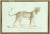 Fabulous antique late 19th century color lithgraph print of a Barbary Lioness, professionally matted and framed in a...