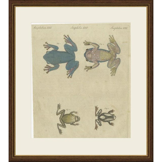 This antique frog print shows four frogs, among them a large blue tree frog, on an original hand coloured plate from the...
