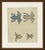 This antique frog print shows four frogs, among them a large blue tree frog, on an original hand coloured plate from the...