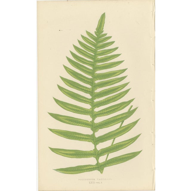 Fern Collection with English Species Names, 1856, Lithograph, Set of 10 For Sale - Image 6 of 14