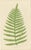 Fern Collection with English Species Names, 1856, Lithograph, Set of 10 For Sale - Image 6 of 14